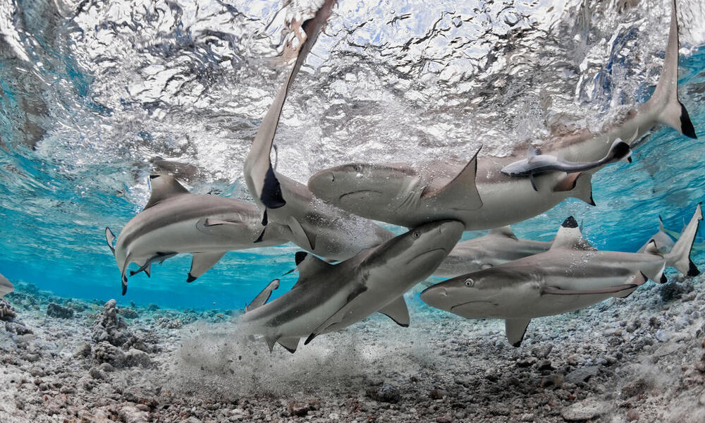 A group of black tip reef sharks circle together in a shallow lagooon
