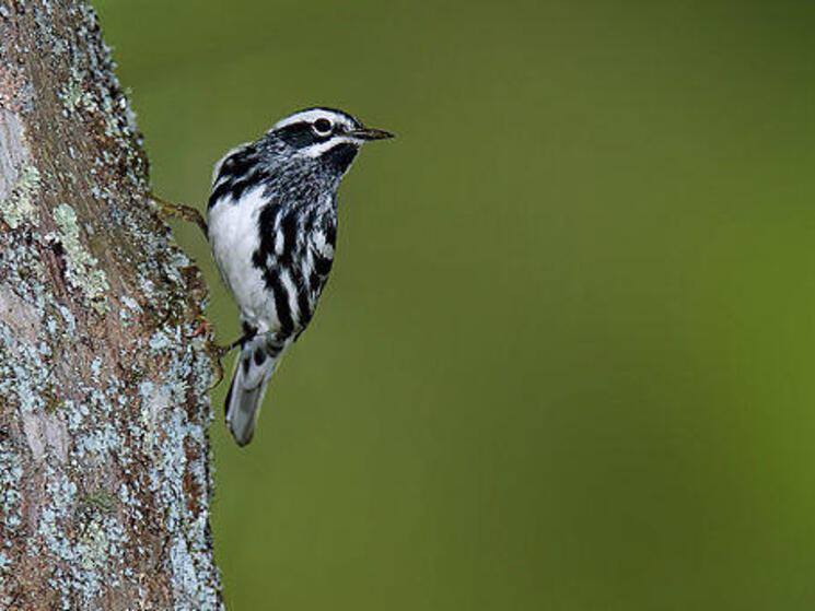 Black and white warbler