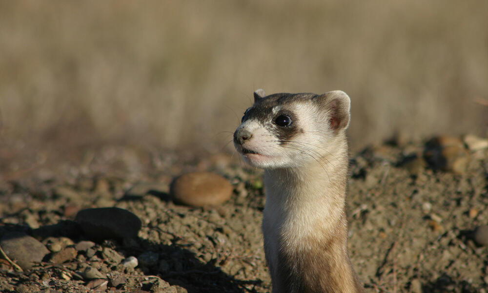 brown ferrets