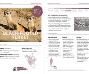 Black-Footed Ferret