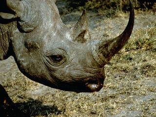 Black rhino (Diceros bicornis) profile. Masai Mara, Kenya