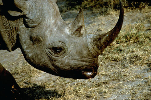 A portrait of a large adult black rhino looking at the camera surrounded by greenery in the landscape