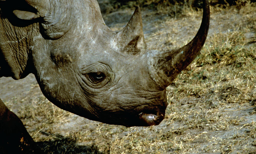 Black rhino (Diceros bicornis) profile. Masai Mara, Kenya