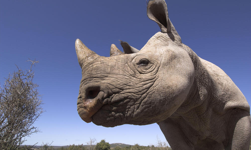 Black rhino in South Africa