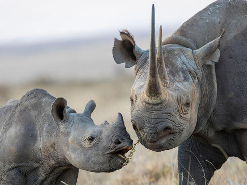 Black Rhinoceros and calf