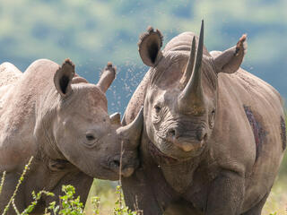 Rhino mother and calf in the sunlight surrounded by insects