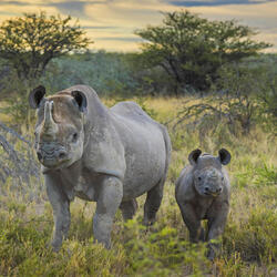 Black rhino mother and calf amongst desert greenery at sunset