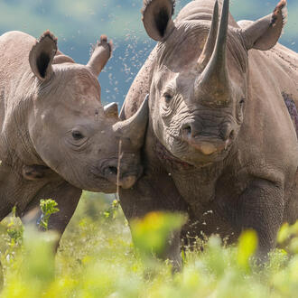 Black rhino mother and calf