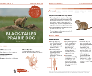 Black-Tailed Prairie Dog