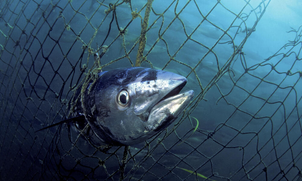 atlantic bluefin tuna