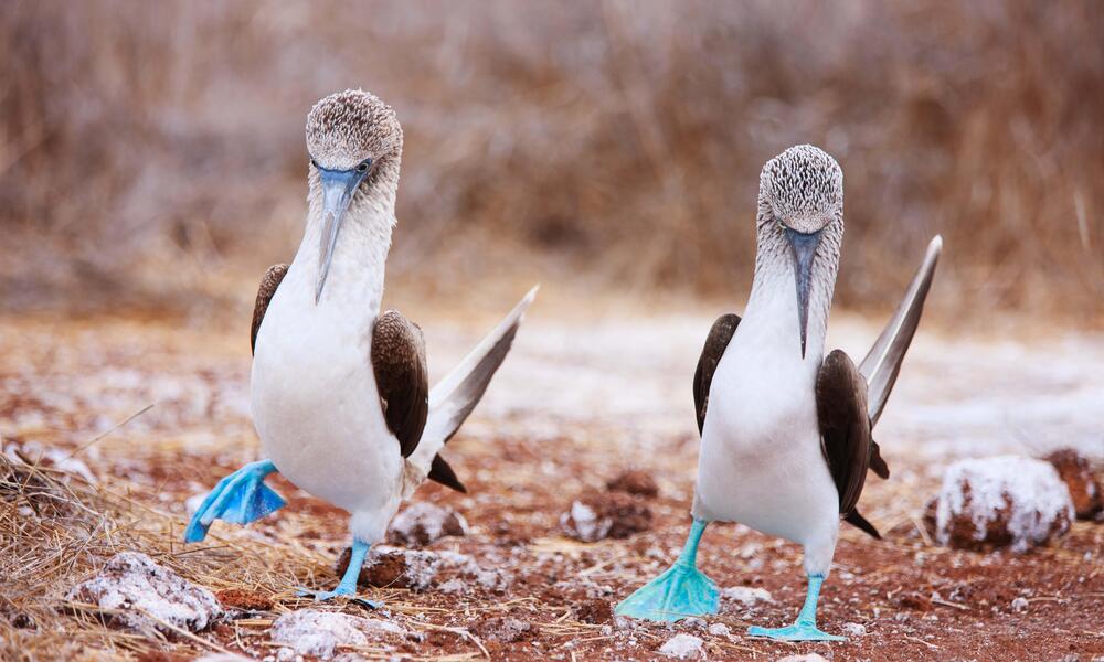 How to Draw a Blue-Footed Booby