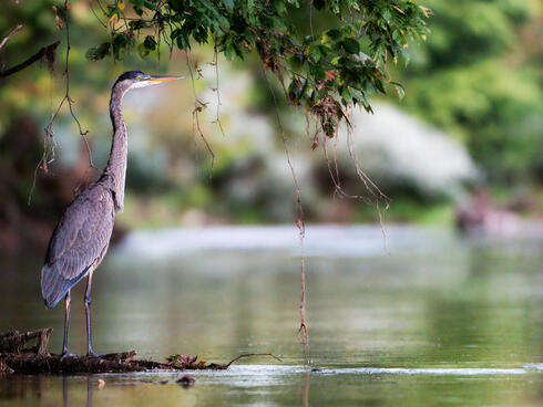 A blue heron on the bank of a stream
