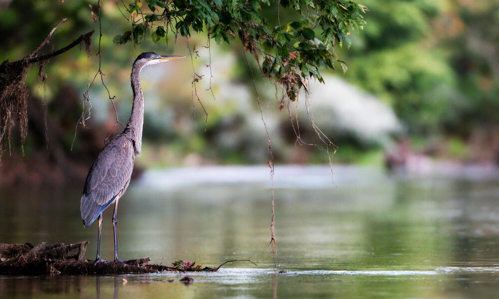 A blue heron on the bank of a stream