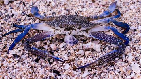A blue swimming crab sits on a rocky beach