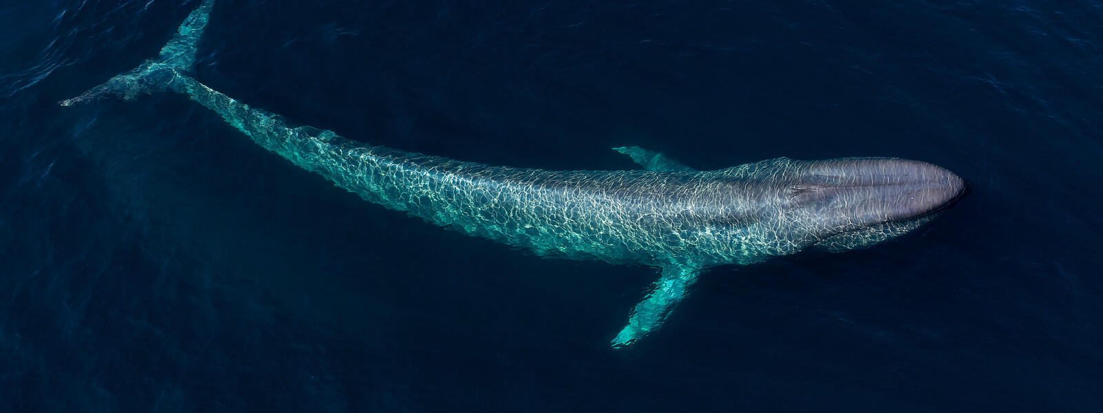 Blue whale swimming just under the surface of the ocean