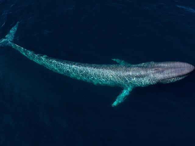 Blue whale swimming just under the surface of the ocean