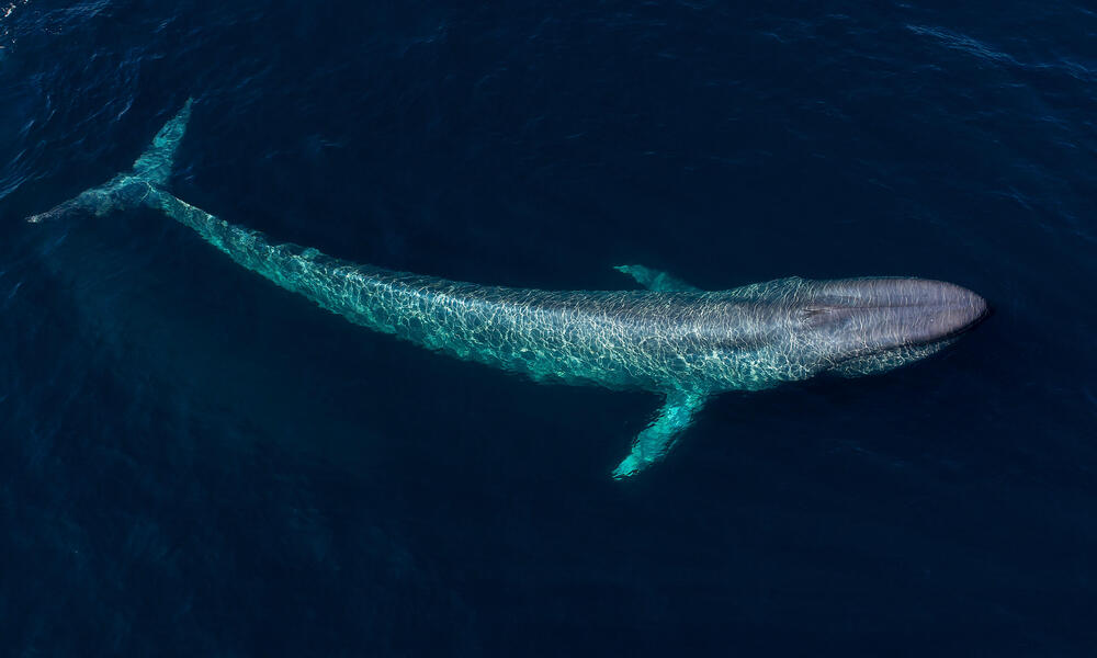 blue whale size