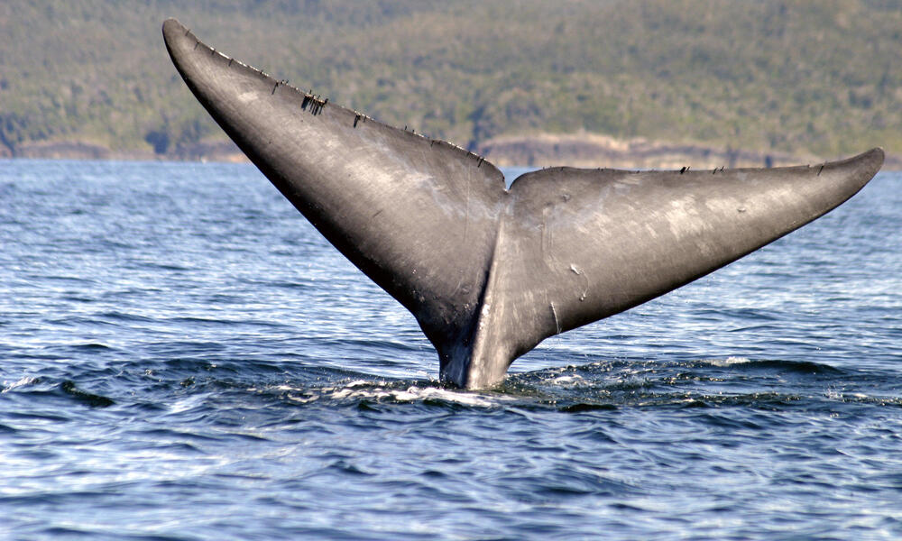 blue whale tail