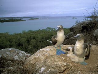 Blue-footed booby pair with chicks
