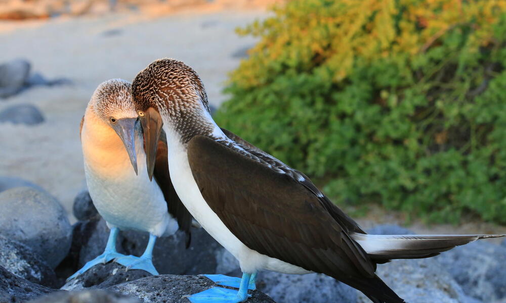 A pair of blue-footed boobies on a rock