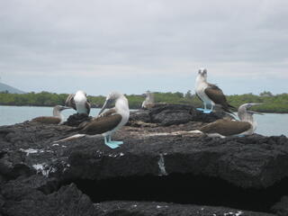Blue Footed Boobies on Rocks in the Galapagos