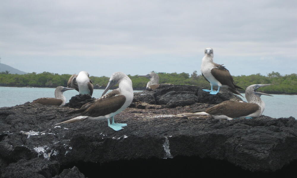 Blue Footed Boobies on Rocks in the Galapagos