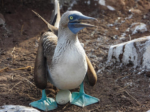 A blue-footed booby with an egg