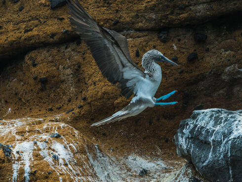 Blue-footed booby midair, Galapagos Island, Ecuador