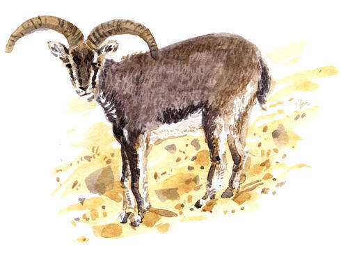 Blue sheep