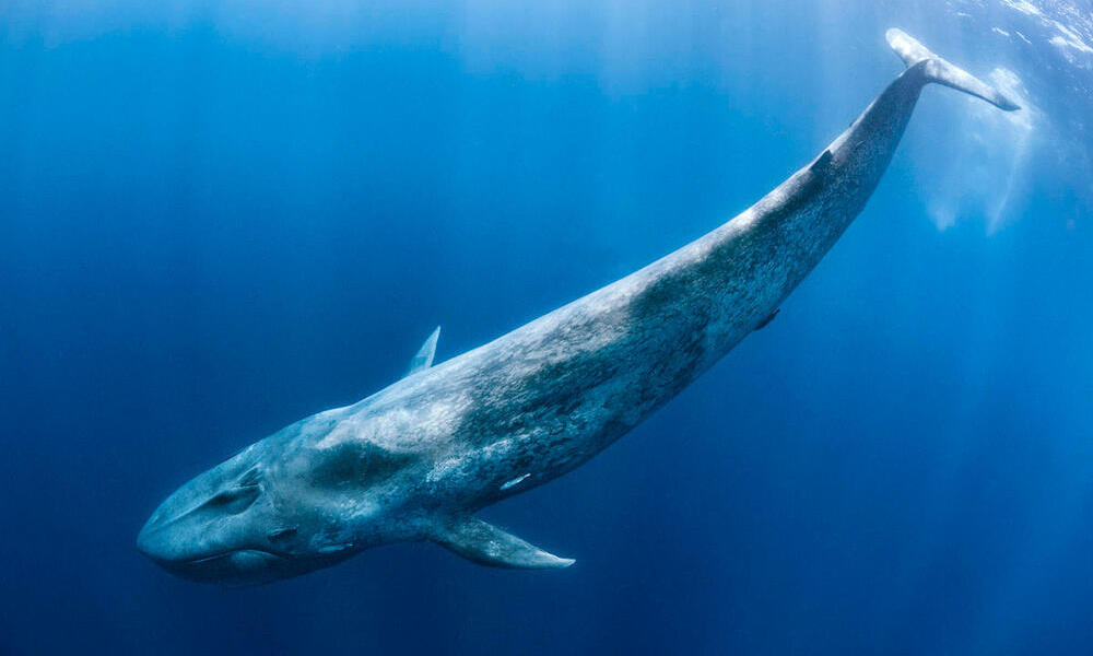 largest blue whale ever recorded