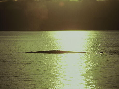 Blue whale at sunset