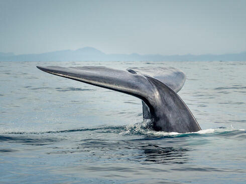 A blue whale prepares to dive.
