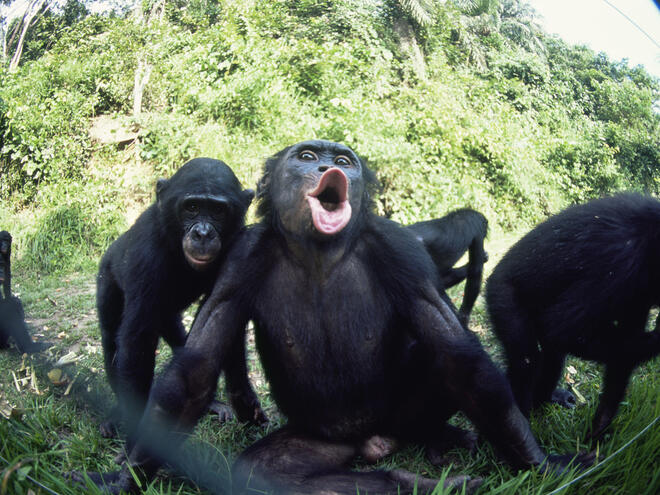 Bonobo A Unique Social Structure