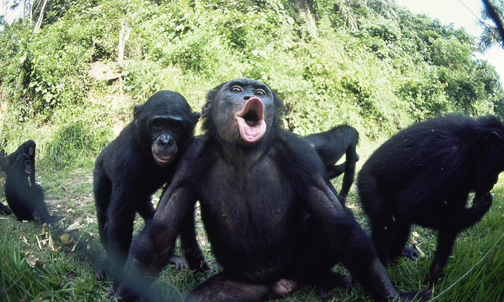 Bonobo A Unique Social Structure