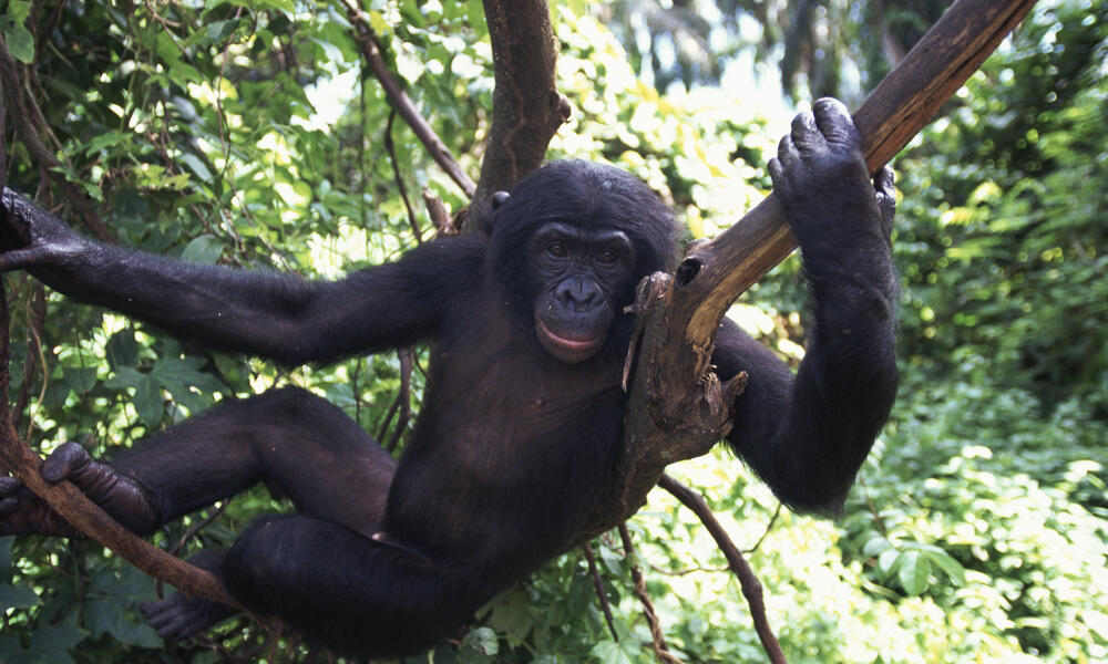 Bonobo Aiding Law Enforcement