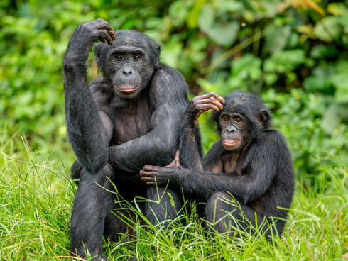 A bonobo and her baby sit on the grass