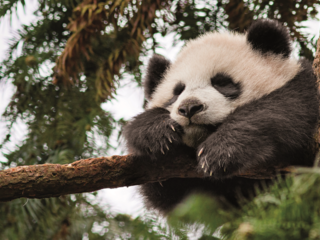 giant panda habitat