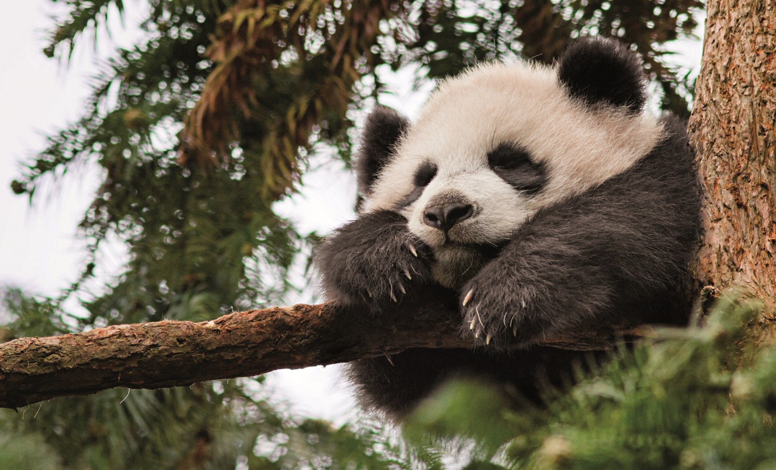 giant panda habitat destruction