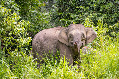 An elephant looks at the camera raising its trunk amid forest
