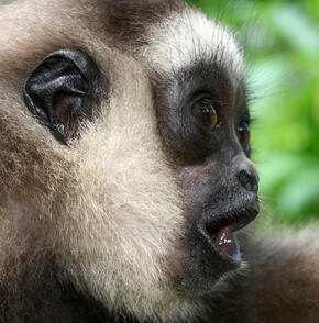 Side view of face of small black and white primate