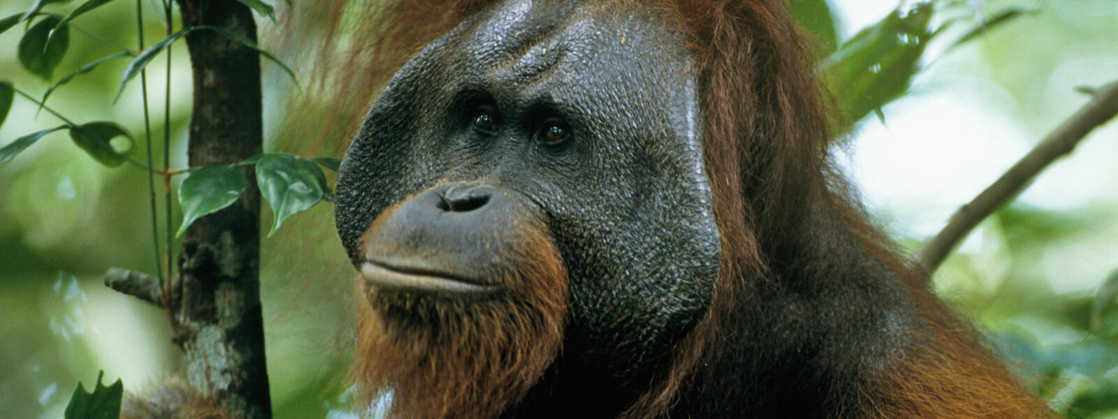 Adult male Bornean orangutan in rainforest canopy in Indonesia