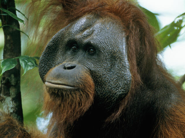 Adult male Bornean orangutan in rainforest canopy in Indonesia
