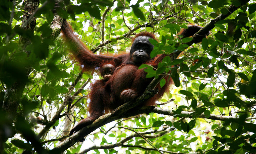 Bornean Orangutan