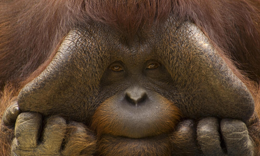 Where do orangutans live? And eight other orangutan facts | Stories | WWF