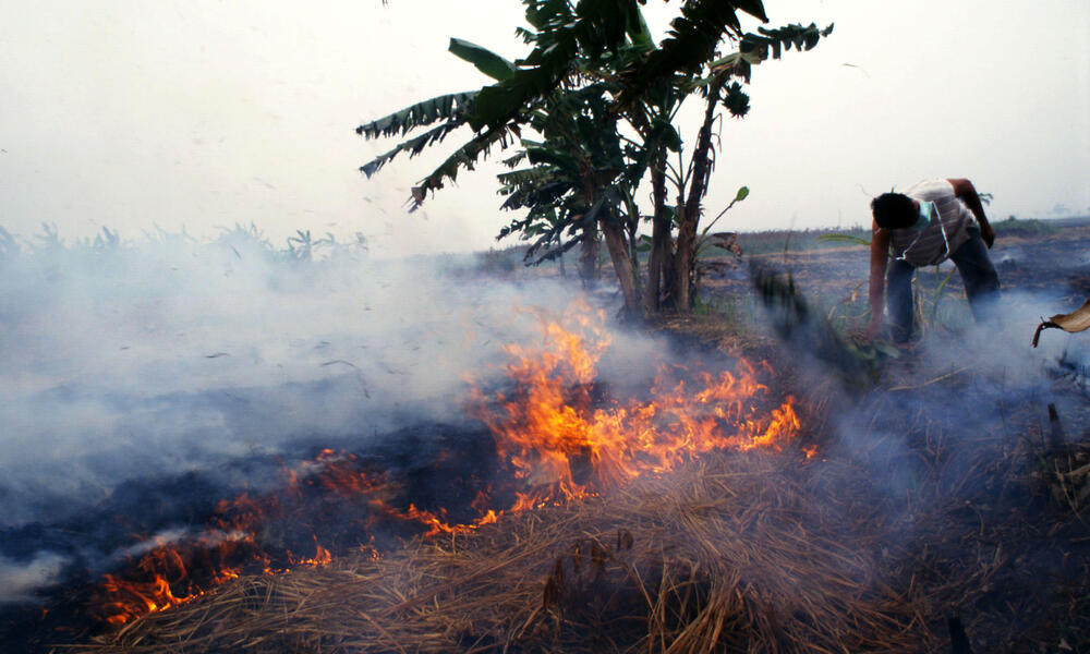 Bornean Orangutans are threatened by forest fires