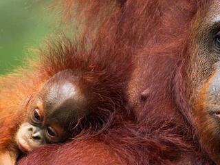 Bornean Orangutan 