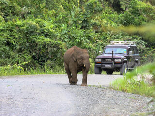 A young elephant walks along a concrete road in the forest with a car following behind