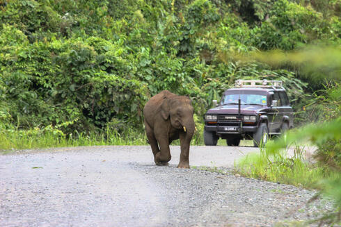 A young elephant walks along a concrete road in the forest with a car following behind