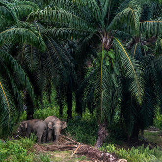 Two elephants emerge from a palm oil plantation