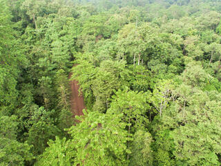 Aerial view of lush regenerated forest in Borneo